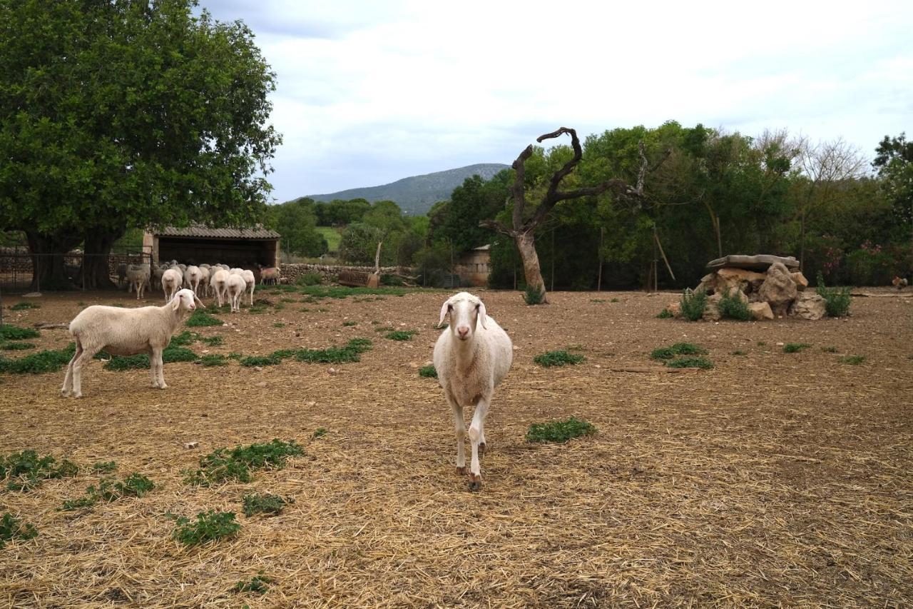 Bauernhof Ses Cases Noves Sant Llorenc Des Cardassar