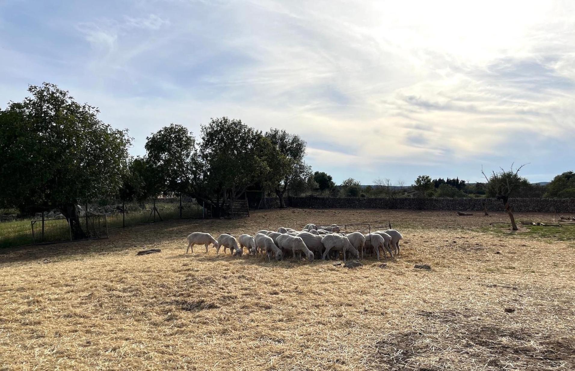 Ses Cases Noves Bauernhof Sant Llorenc Des Cardassar